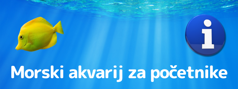 Morski akvarij za začetnike